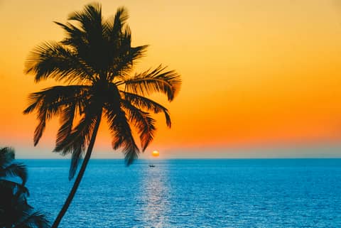 A palm silhouetted against a Goa sunset