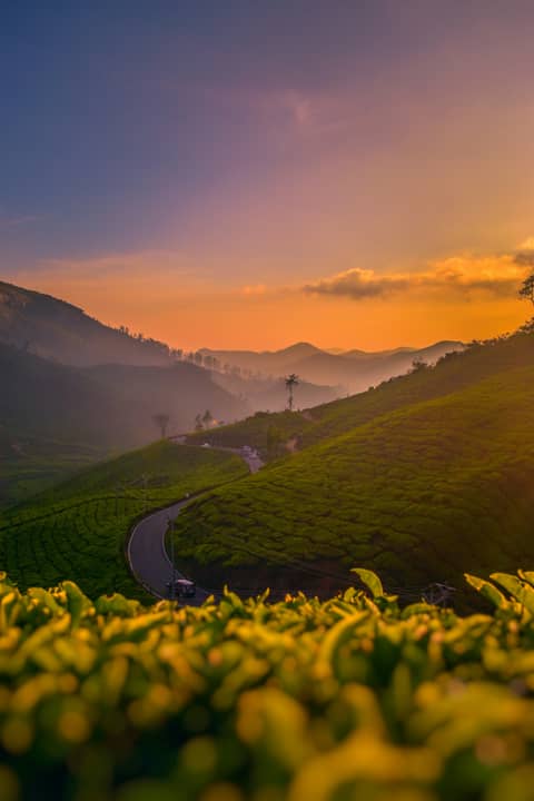 Tea gardens rolling into a sunset haze above Munnar